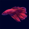 Halfmoon Super Red Betta - E7
