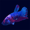 Plakat Koi Galaxy Betta - E8
