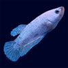 Fancy Female Betta - E9