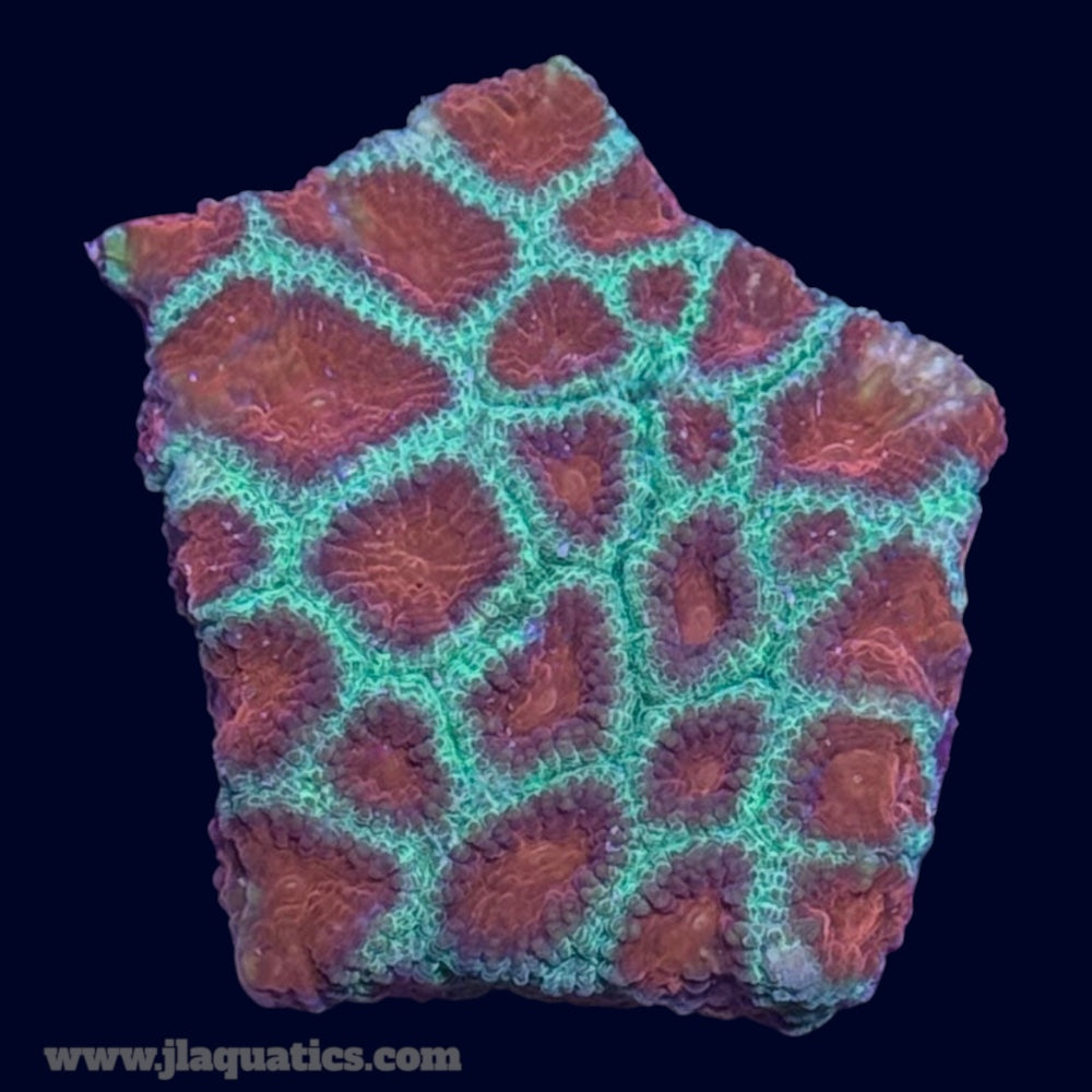 Favia Frag - F4