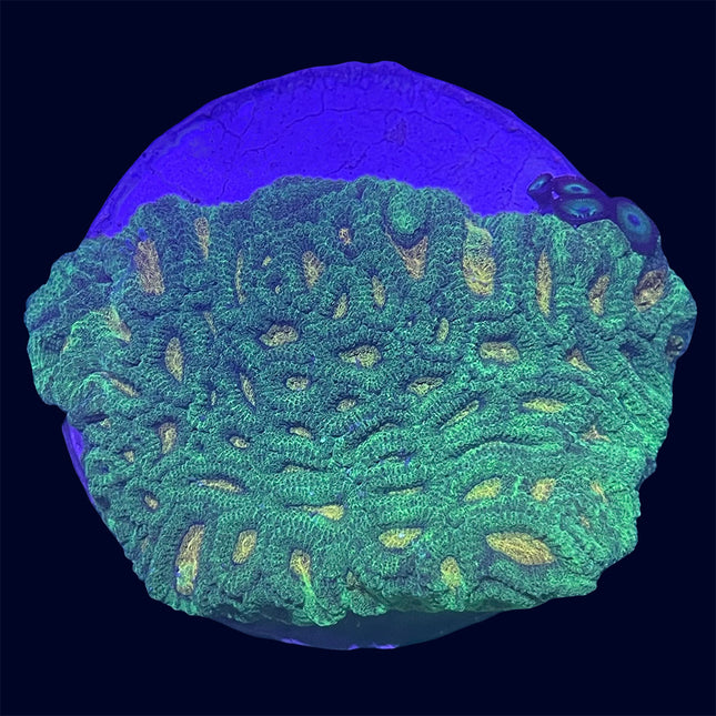 Favia - Green/Yellow - C57