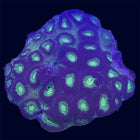 Favia - Multicolor - B10