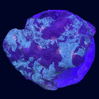 Favia - Multicolor - B9