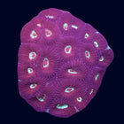 Favia - Purple/Pink - A56