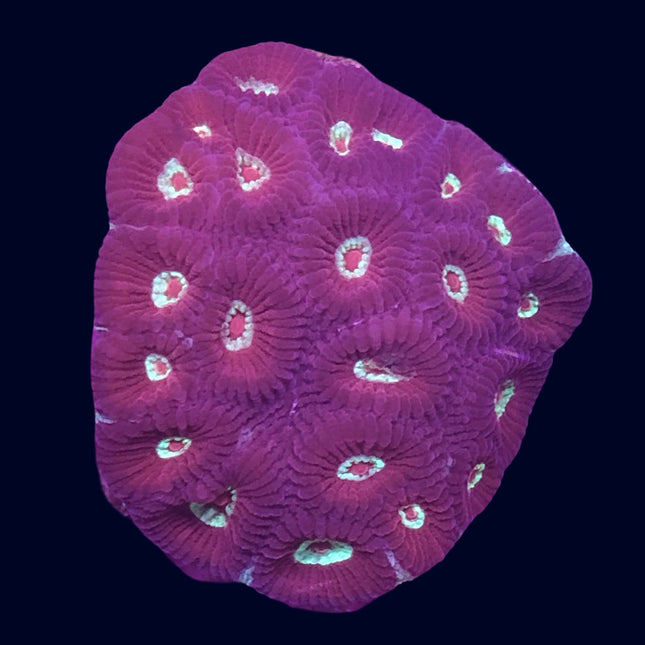 Favia - Purple/Pink - A56