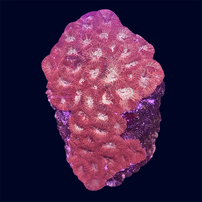 Favia - Red/Gold - A49