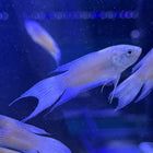 Fire & Ice Paradise Gourami