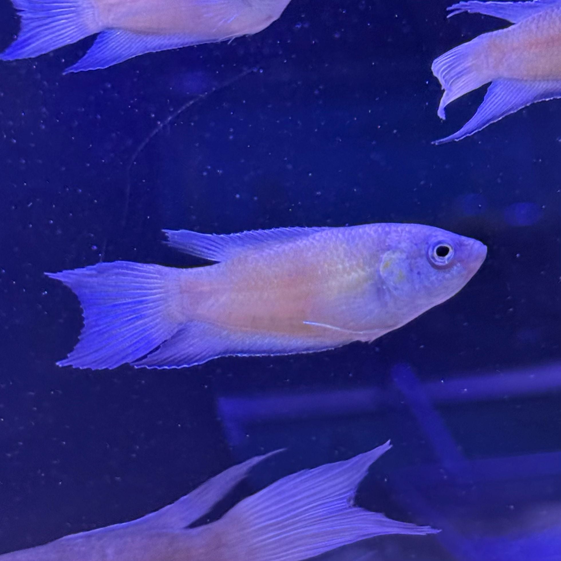 Fire & Ice Paradise Gourami