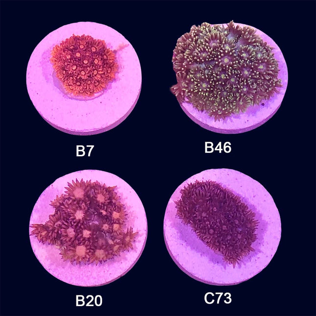 Goniopora- Frag Group 3