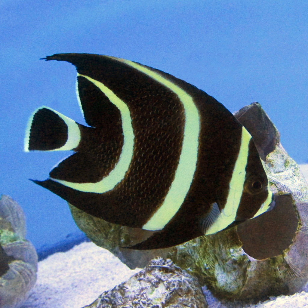 French Angel - Juvenille (Atlantic)