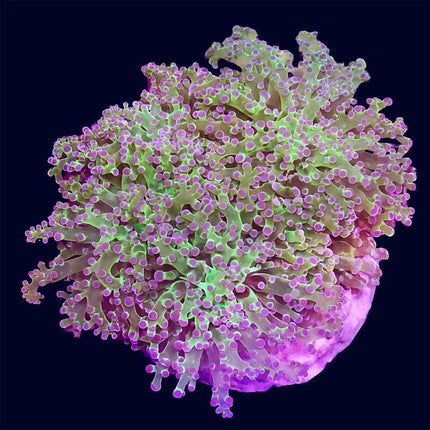 Frogspawn - Purple Tip - B48