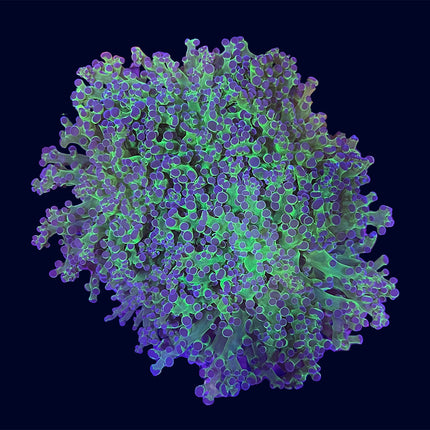Frogspawn - Purple Tip - B48