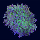 Frogspawn - Purple Tip - B48