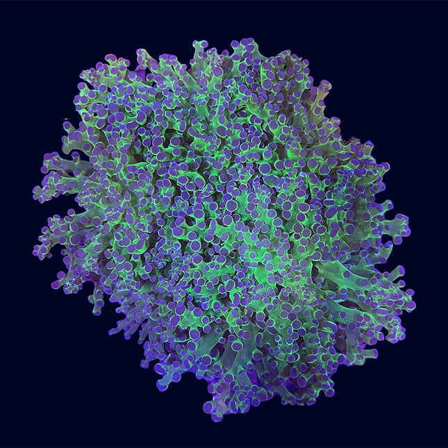 Frogspawn - Purple Tip - B48