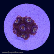 Pinwheel Zoa - G3