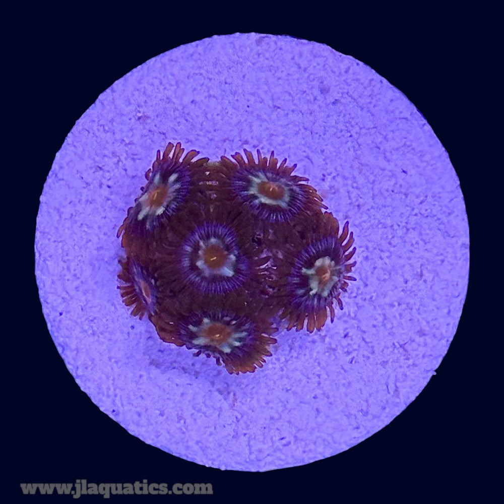 Pinwheel Zoa - G3