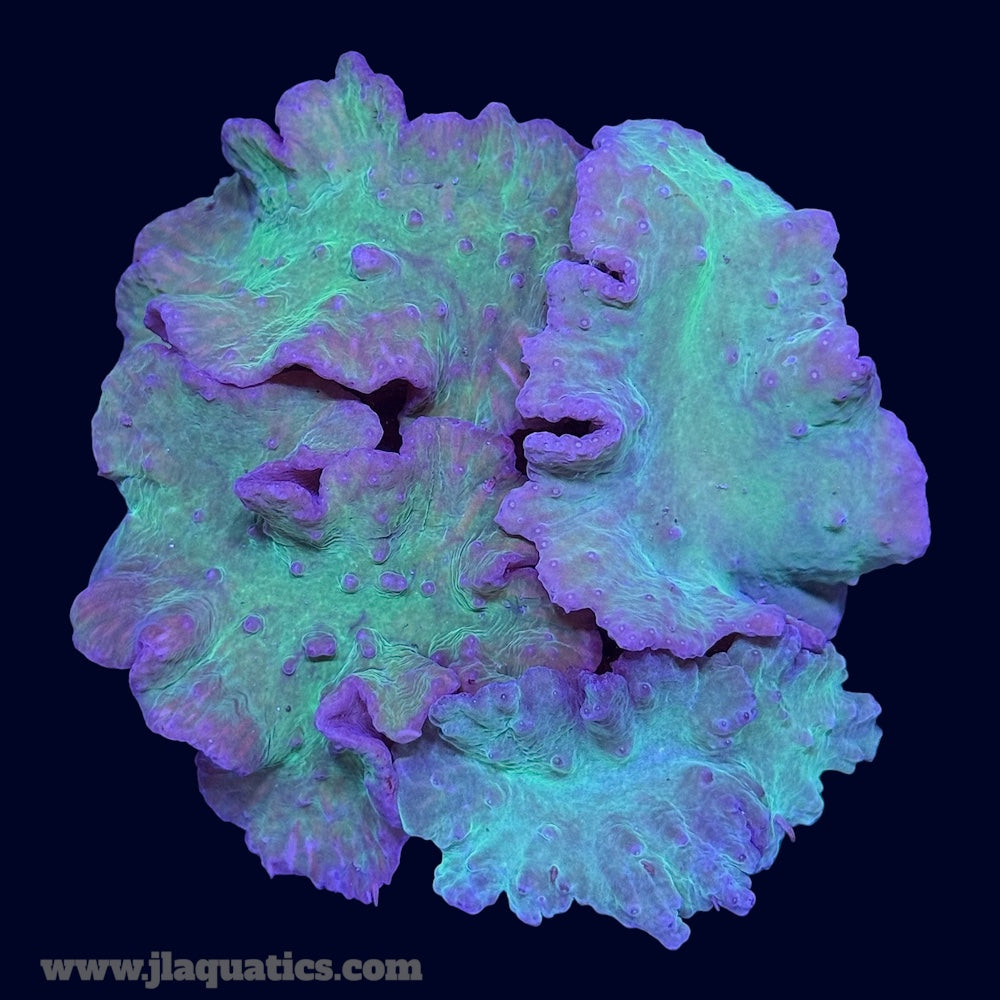 Ultra Cabbage Coral - G7