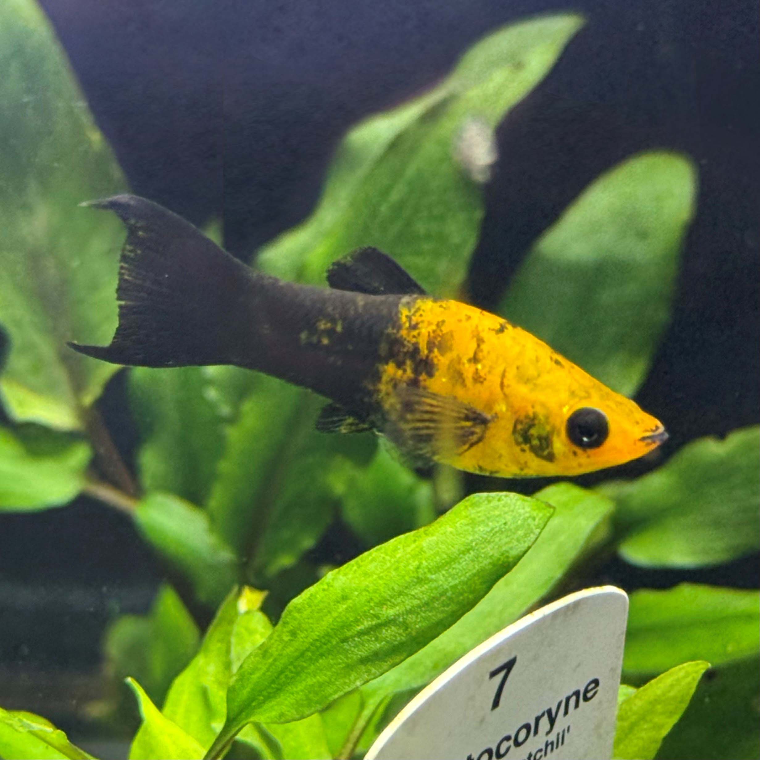 Golden Speckle Molly