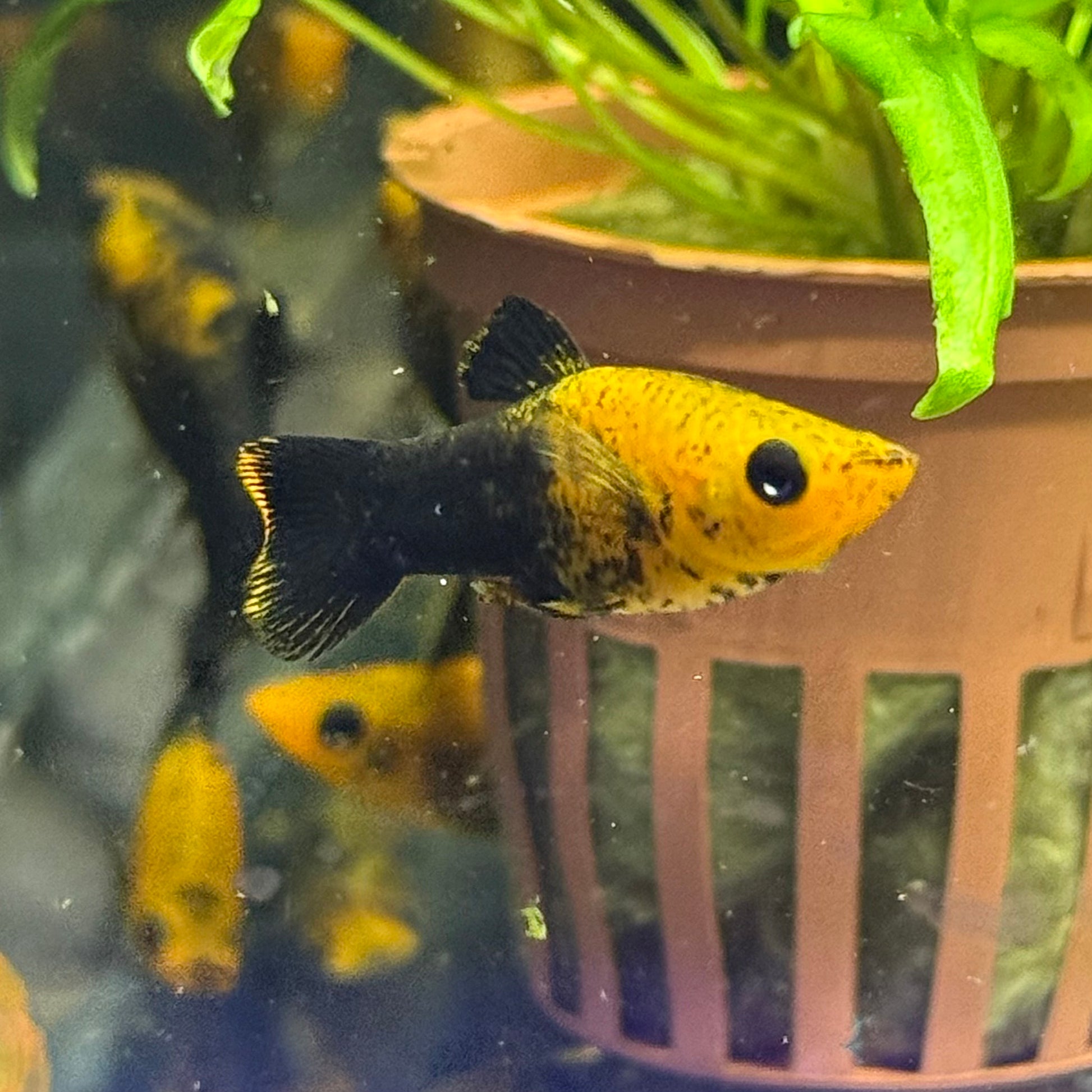 Golden Speckle Molly