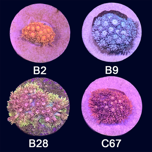 Goniopora- Frag Group 6