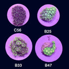 Goniopora- Frag Group 4