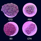 Goniopora- Frag Group 5