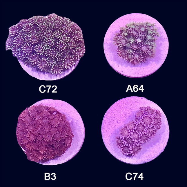 Goniopora- Frag Group 5
