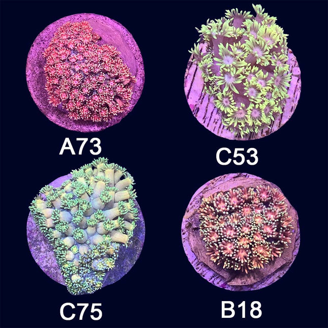 Goniopora- Frag Group 7