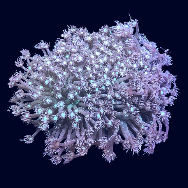 Goniopora - A71