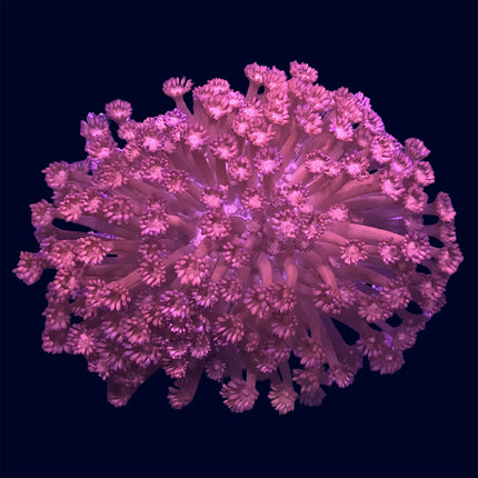 Goniopora - Pink/Red - B21