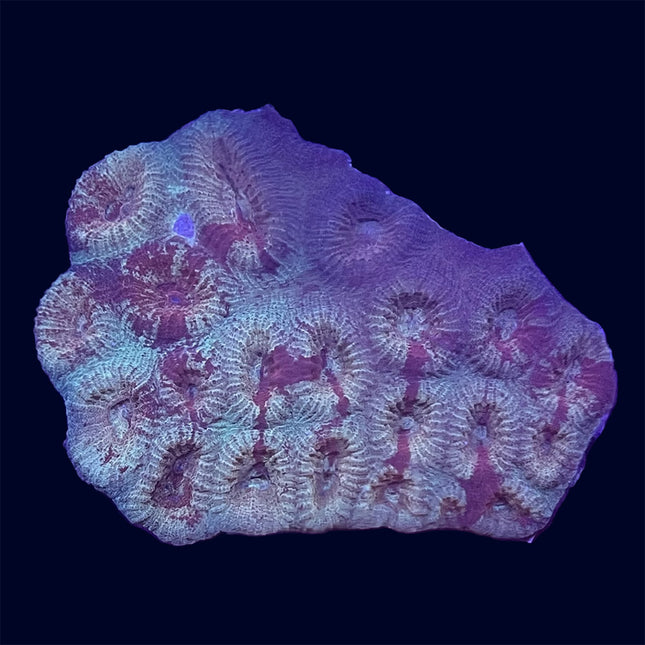  Grafted Favia - A26