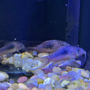 Green Corydora