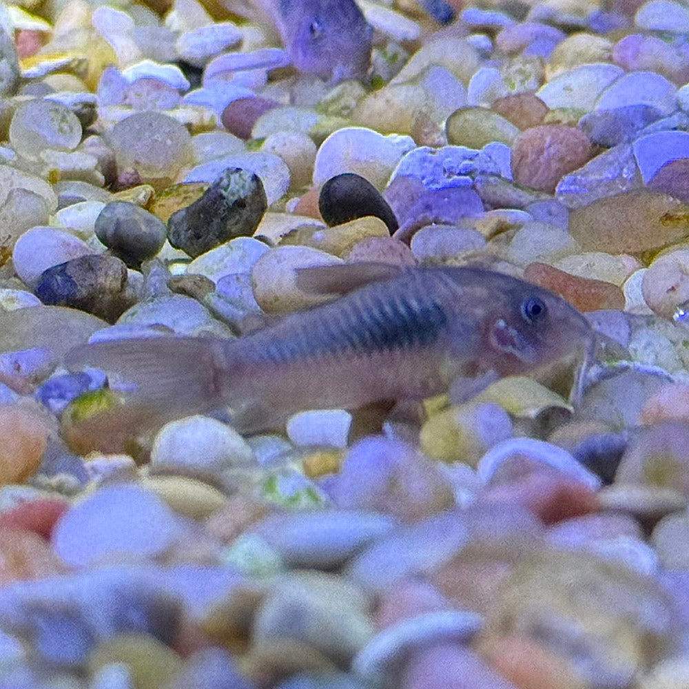 Green Corydora