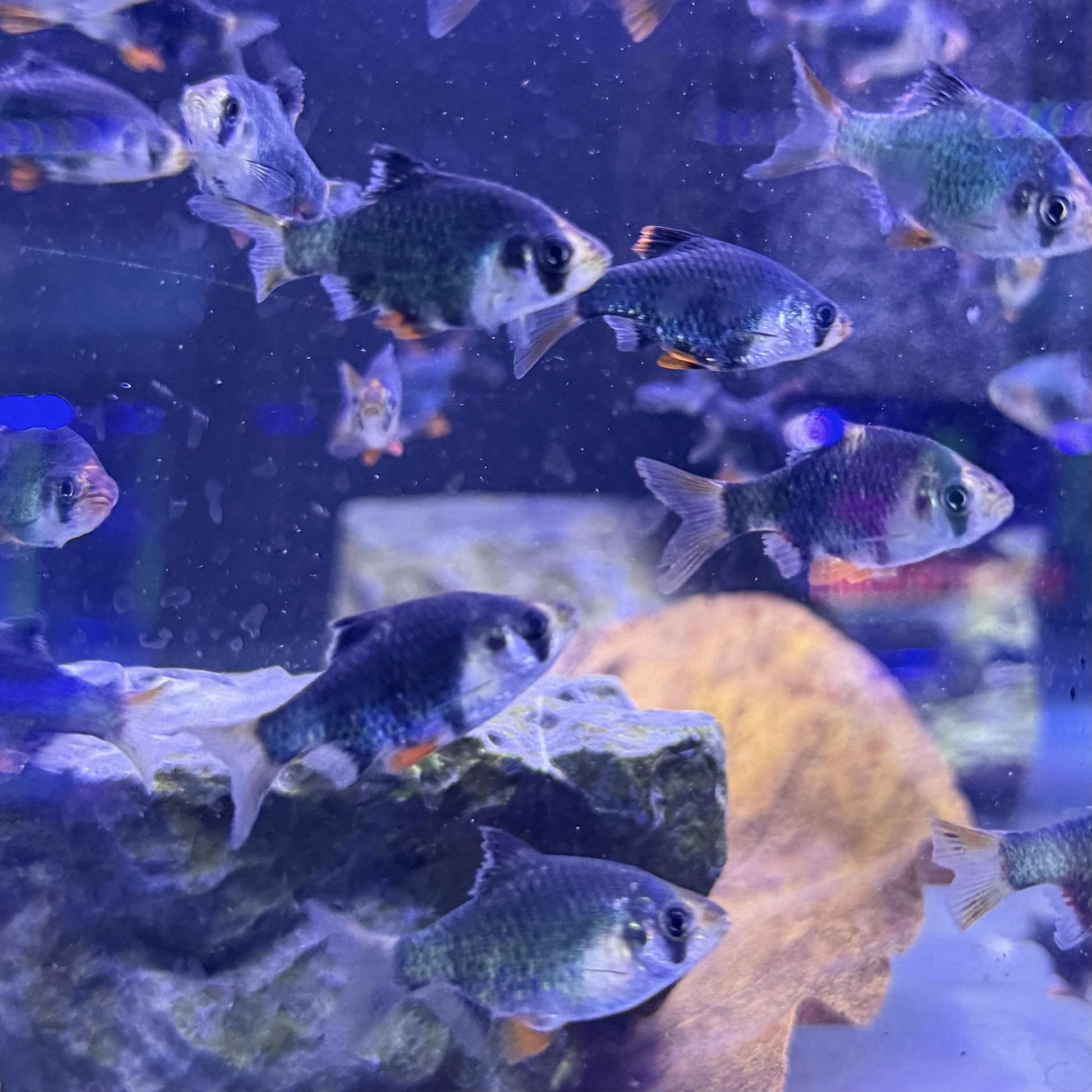 Green Tiger Barb