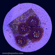 Pinwheel Zoa - H4