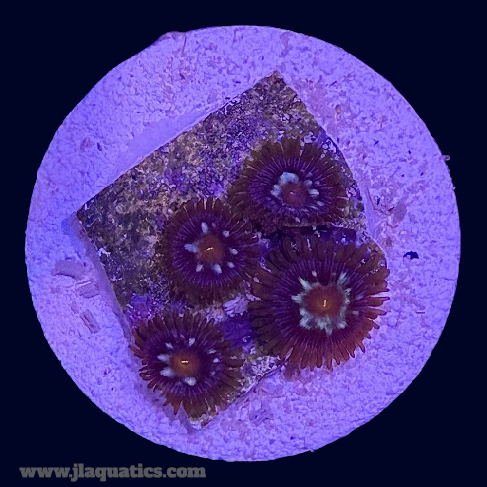 Pinwheel Zoa - H4