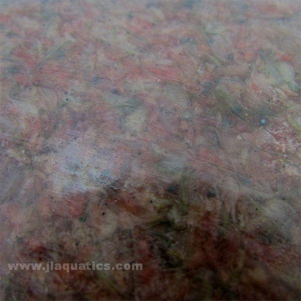 Hikari Frozen Brine Shrimp  close up