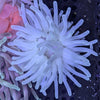 Condylactis Anemone - Common