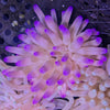 Condylactis Anemone - Ultra