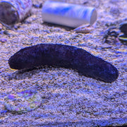 Black Knobby Cucumber