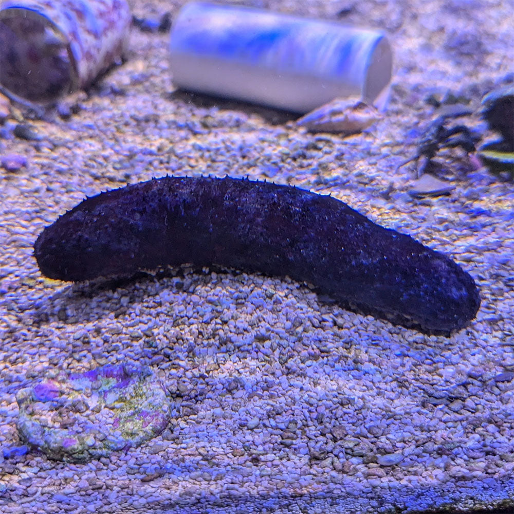 Black Knobby Cucumber