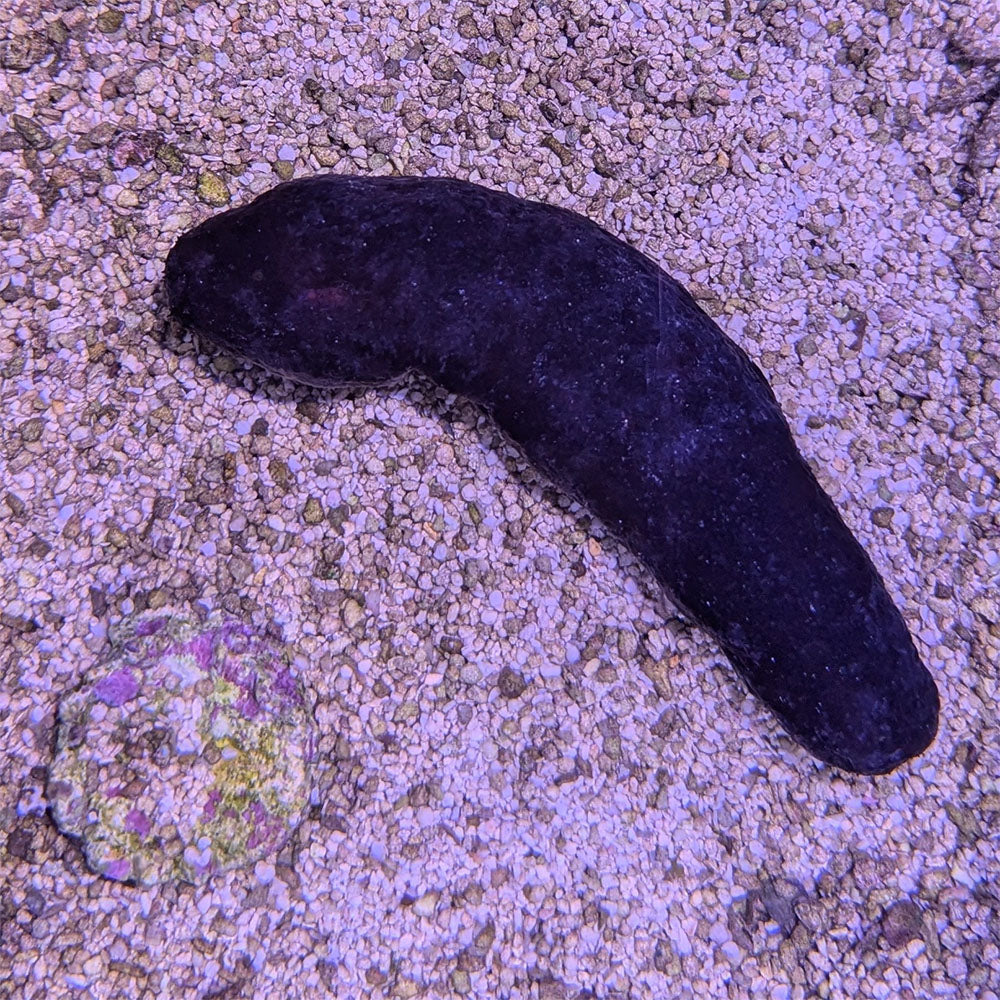 Black Knobby Cucumber