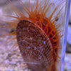 Flame Scallop