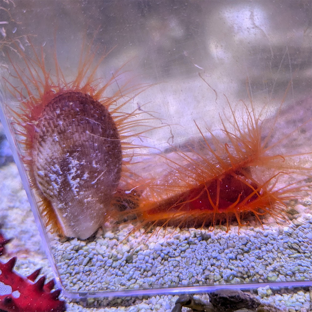 Flame Scallop