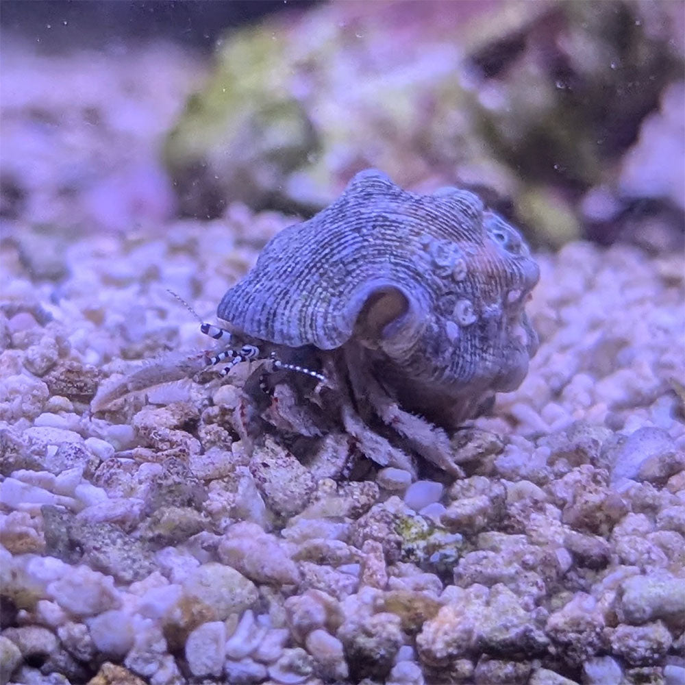White Reef Hermit Crab