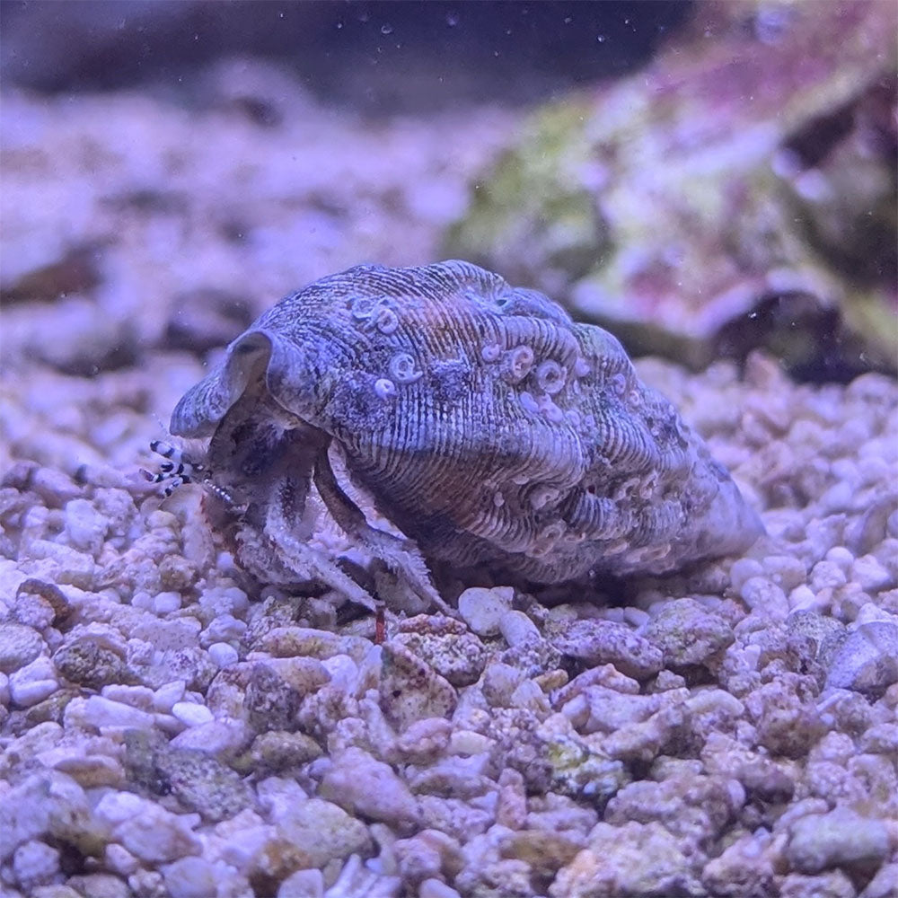 White Reef Hermit Crab