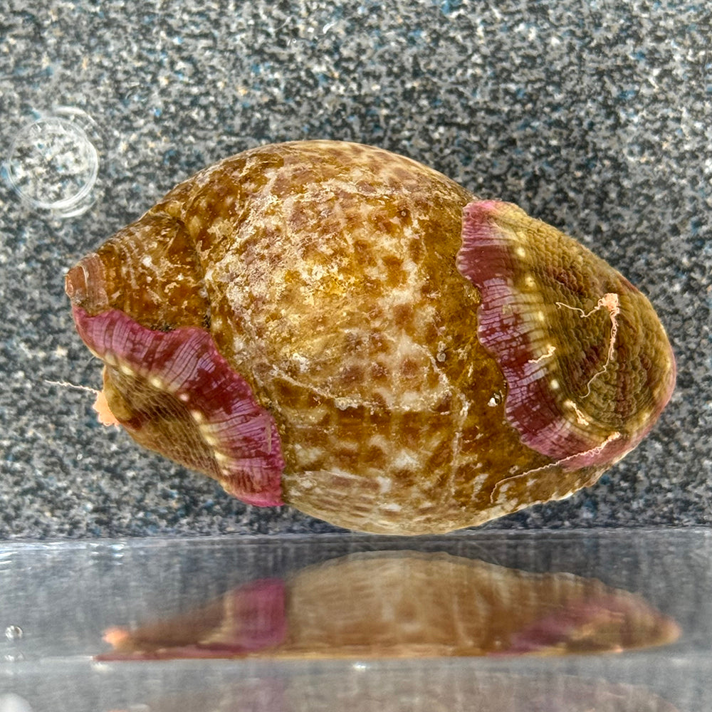 Anemone Bearing Hermit Crab