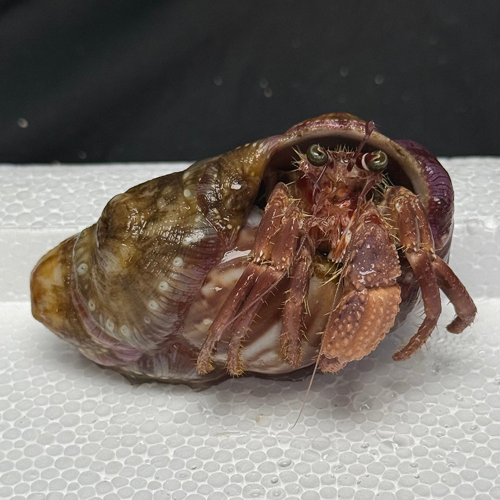 Anemone Bearing Hermit Crab