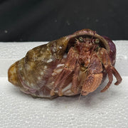 Anemone Bearing Hermit Crab