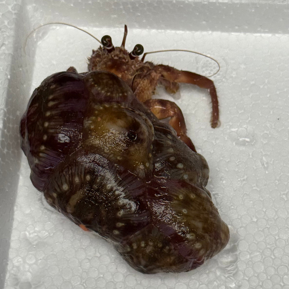 Anemone Bearing Hermit Crab